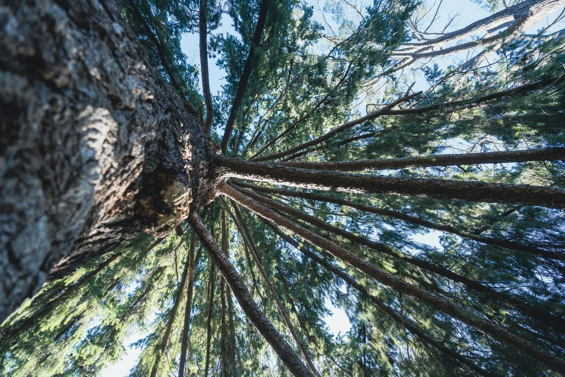 Vue en contre-plongée du tronc d'un conifère géant jusqu'à sa cime
