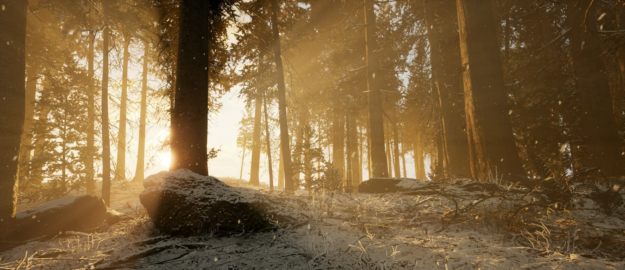 Lumière dorée du matin entre les troncs de la forêt