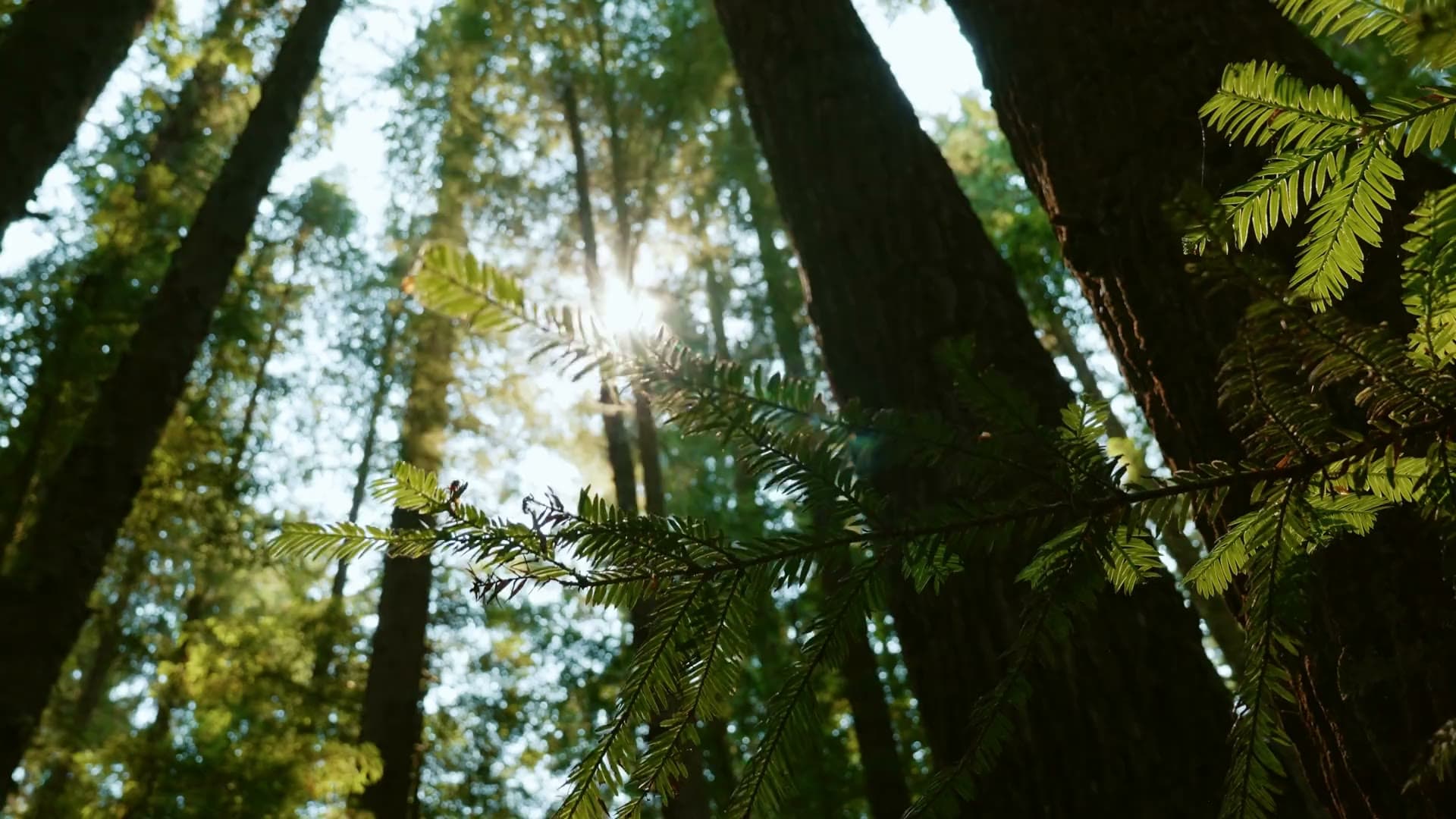 Lumière du soleil filtrant entre les branches de séquoias dans une haute forêt